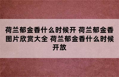 荷兰郁金香什么时候开 荷兰郁金香图片欣赏大全 荷兰郁金香什么时候开放